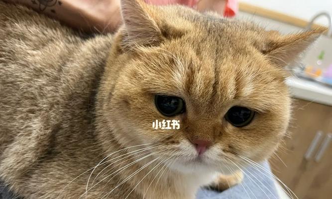 夏天宠物猫咪突然喉咙沙哑,应该如何处理(常见的原因和处理方法)