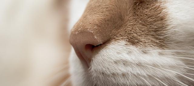 猫咪突然呼吸音特别重,这是为什么(探究引起猫咪呼吸音特别重的原因和应对方法)