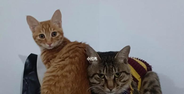 猫咪突然抓咬人(揭秘猫咪想要传递的信息)