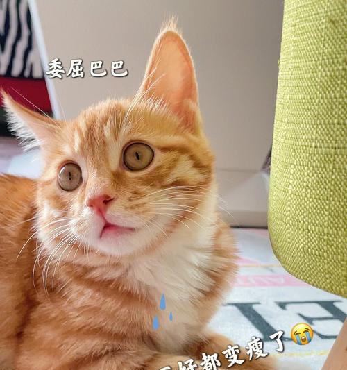 猫咪饮食突变（一只猫咪如何从挑食转变为大胃王）