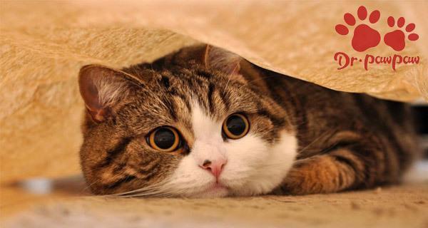 宠物猫咪的突然哮喘,怎么办(猫咪健康问题)