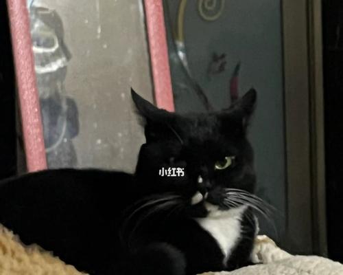 猫咪吐黑色物体的原因及预防方法（为爱猫减少吐黑色物体的烦恼）