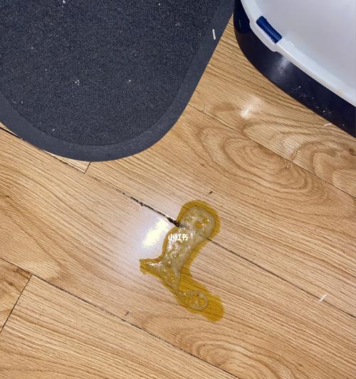 如何应对宠物猫吐黄水问题(预防)