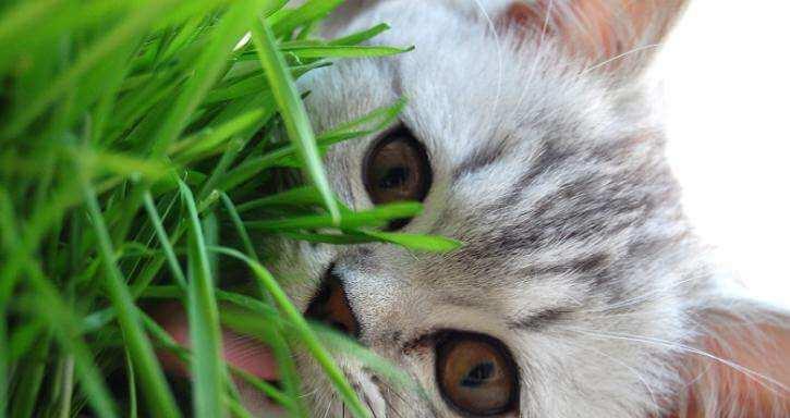 小猫咪吐毛球(以猫咪吐毛球征兆为主题的宠物保健指南)