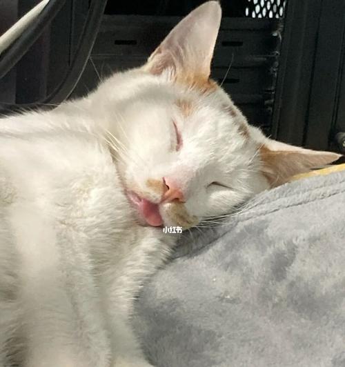 猫咪吐然后发抖,是身体在发出警告信号!