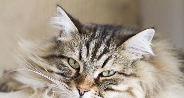 猫咪脱毛过度引起的不良反应(猫咪脱毛厉害还不吃食)
