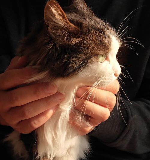 猫咪脱水死亡后的处理方法(宠物主人必知的应对措施)