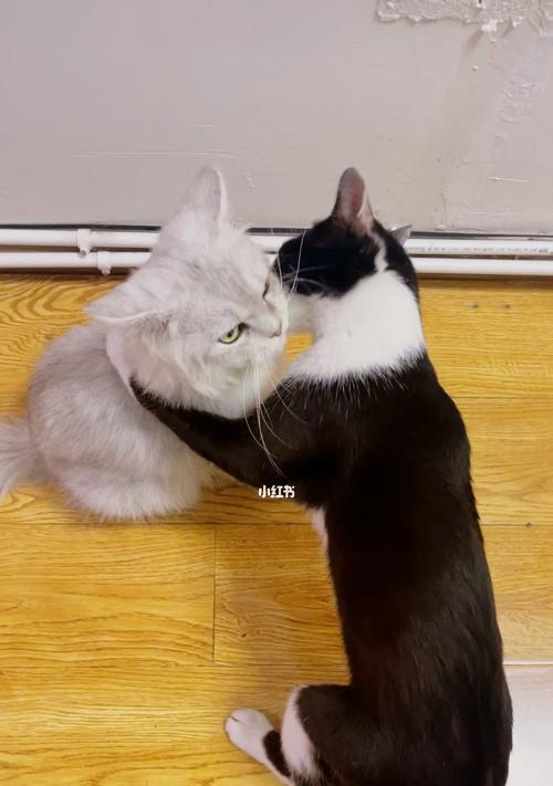 猫咪为何喜欢老舔手(探秘猫咪喜欢舔手的原因)