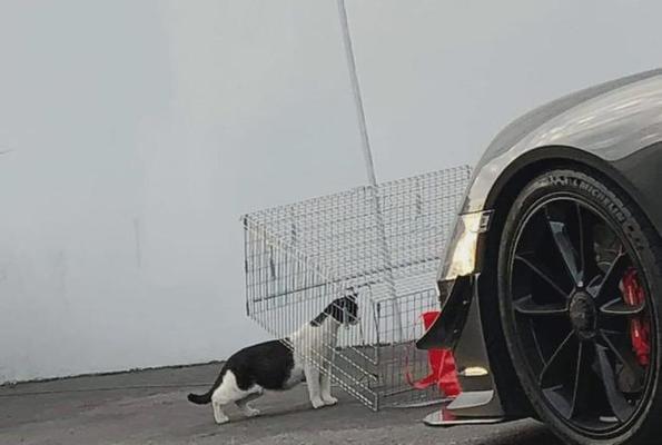 猫咪为什么喜欢钻车底(探秘猫咪的“车底情结”)