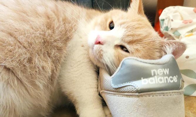 为什么猫咪喜欢闻(探究猫咪嗅觉的奥秘)