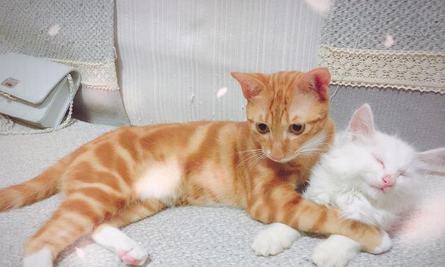 宠物猫为何长不胖(探究猫咪身体特征及饮食习惯背后的原因)