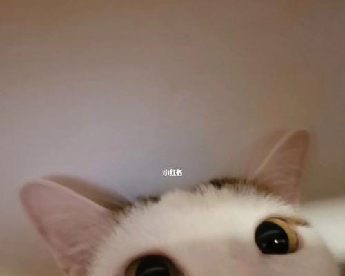 为什么猫咪会冲着我喵喵叫(揭秘猫咪喵喵叫的真相)