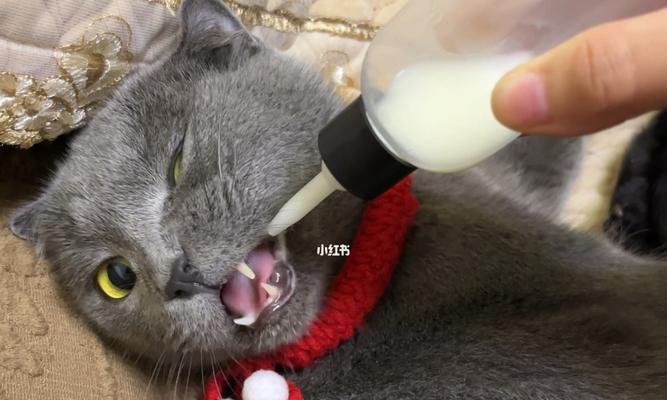 揭秘猫咪为什么会喉咙哑(探究猫咪喉咙哑的原因和解决方法)