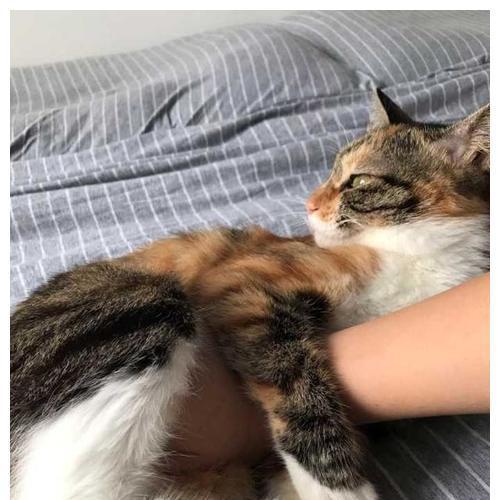 猫咪为什么老挠脚(揭秘猫咪挠脚行为的原因与解决方法)