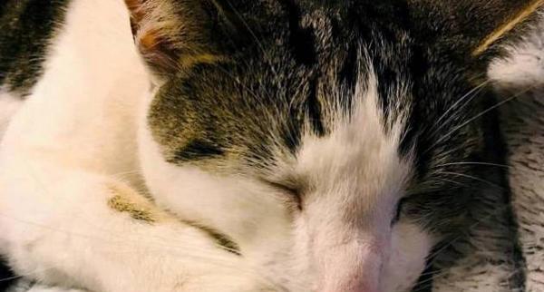 猫咪为何离家出走不回来(探究宠物猫离家出走的原因及解决方法)