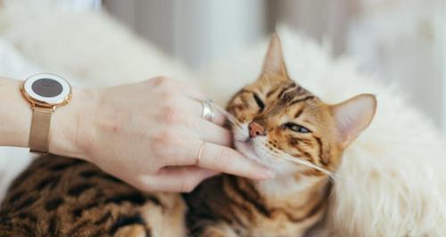 猫咪为什么喜欢蹭(探究猫咪蹭的心理和行为特点)