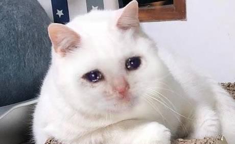 猫咪委屈了会流泪吗(探究宠物猫咪流泪的原因及处理方法)