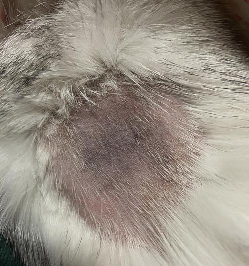 揭秘猫咪尾巴上的黑点点(猫咪的神秘黑点点是什么)