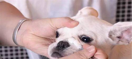 小狗老是流眼泪,不是可爱的表现(宠物眼泪溢出原因的探究与解决)