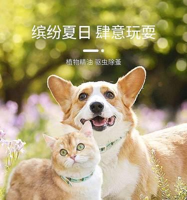 小狗驱虫费用多少(宠物健康必须先行)