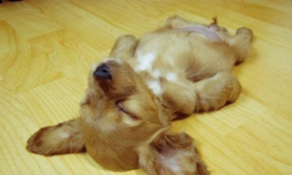 小狗夜间抽搐的原因及治疗方法(探寻小狗夜晚抽搐的原因)
