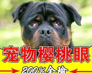 小狗眼睛有血丝,如何保护宠物眼部健康(了解宠物眼部疾病)