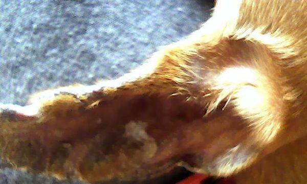 小鹿犬皮肤病的治疗方法(宠物医生分享)