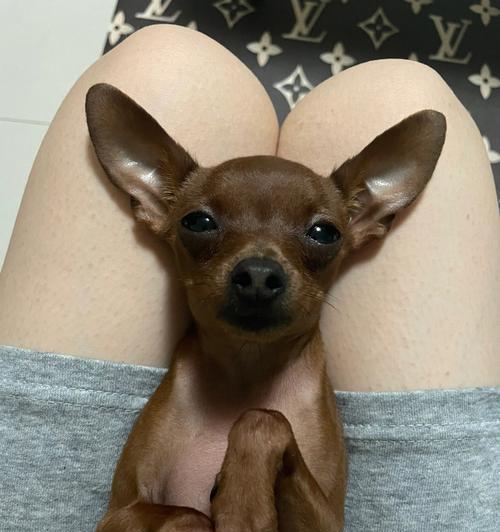 小鹿犬助力生小狗,分享宠物繁殖的技巧(如何让小鹿犬成为你的好帮手)