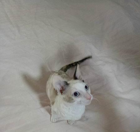 宠物猫掉毛问题解决(小猫3个月大掉毛)