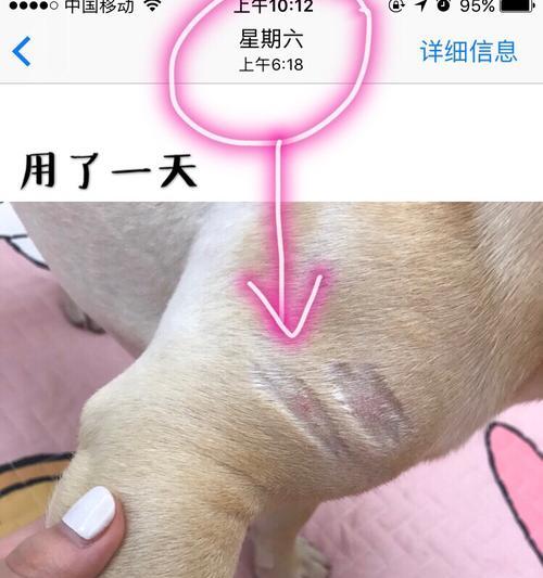 怎么帮助宠物狗狗缓解湿疹（掌握几种简单方法）