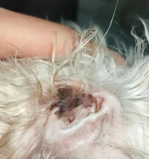 宠物狗狗耳朵掉毛的治疗方法(详解如何治疗宠物狗狗的耳朵掉毛)