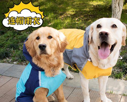 狗狗会把主人当做什么(揭秘狗狗的心理世界)