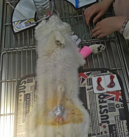 宠物狗绝育后应该如何使用消炎药(细说狗狗绝育后的消炎药用法)