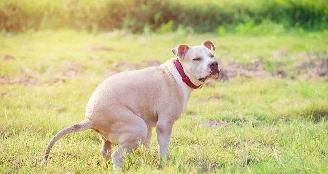 狗狗月经尿里有血丝,应该注意什么(狗狗月经异常问题原因分析及处理方法)