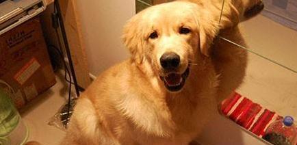 狗狗流鼻涕的原因及应对方法（宠物犬流鼻涕的症状和危害）