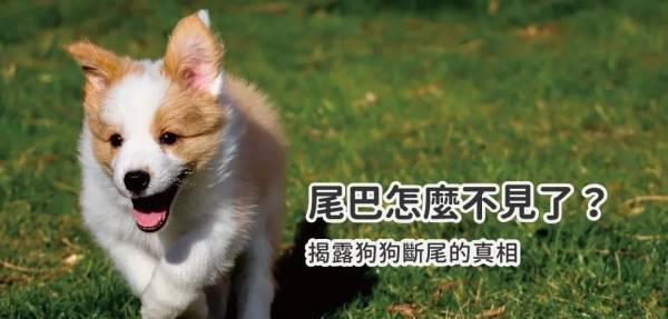 没有尾巴的狗狗会有哪些变化(探索狗狗没有尾巴的影响)
