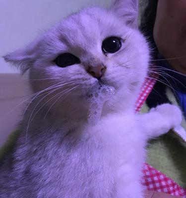 狗狗呕吐白沫,药不可少!