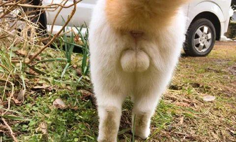 狗狗的生殖问题