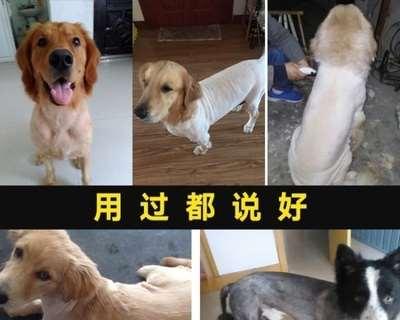剃毛前的准备和注意事项(宠物剃毛的必备知识和技巧)