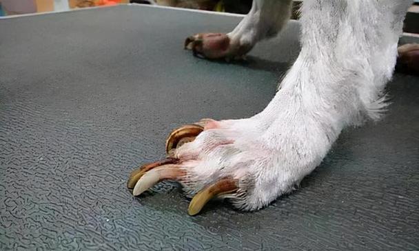狗狗腿总是发抖,这可能是什么原因(探究狗狗腿抖动背后的原因和解决方法)