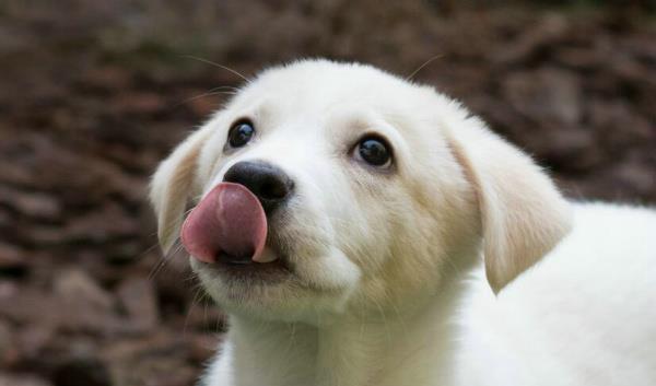 如何解决宠物狗狗晚上咳嗽问题(为你的爱犬提供舒适的睡眠环境)