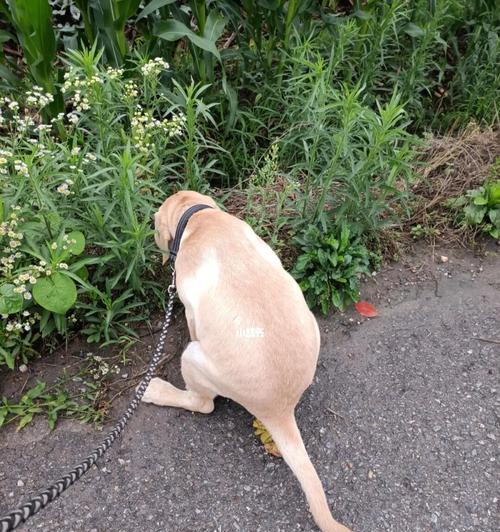 狗狗为什么老往外跑(探究宠物狗狗跑出去的原因及预防方法)