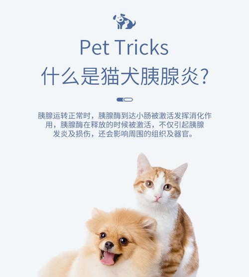 狗狗细小胰腺炎的治疗方法(以宠物为主)