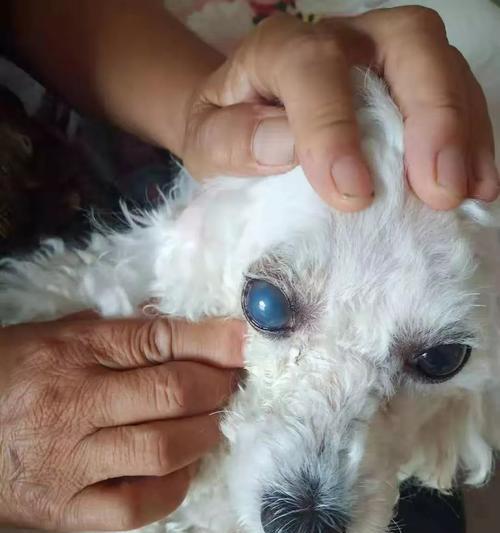 狗狗下眼皮肿了,该怎么办(宠物眼睛健康问题)