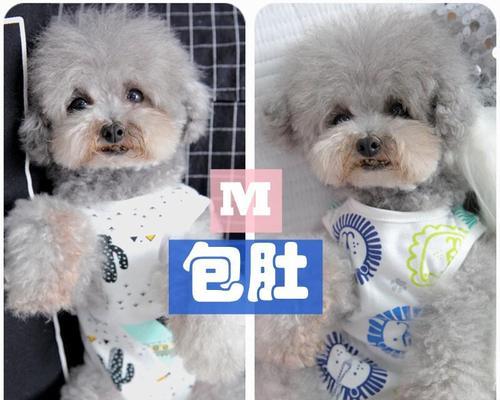 狗狗夏季护理全攻略(让你的宠物不再受炎热侵扰)