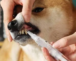 狗狗牙摔断了怎么办(宠物护理小贴士)