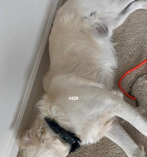 狗狗一早上哼哼唧唧的原因解析(探究宠物狗狗行为背后的深层因素)