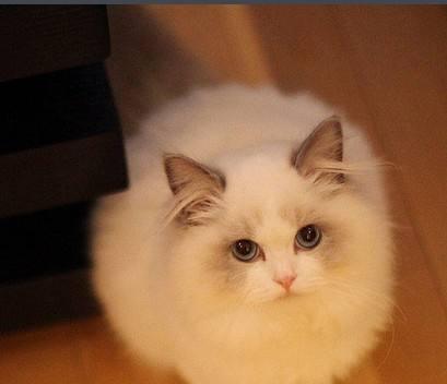 小孩适合养什么样的猫（选择适合小孩的猫品种）