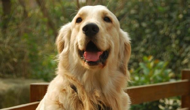 如何驯服小金毛幼犬（以宠物为主）