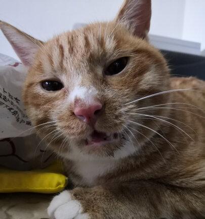 小猫经常打喷嚏流鼻涕怎么办(探讨宠物猫打喷嚏流鼻涕的原因及治疗方法)